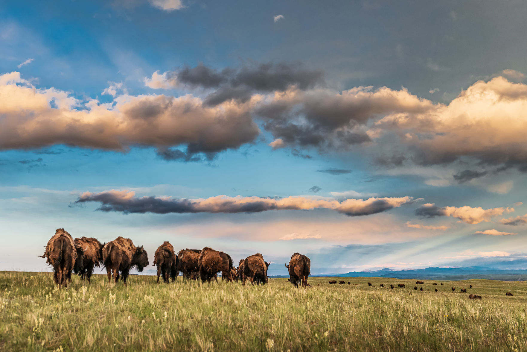 Bison: Portraits of an Icon